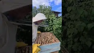 Ищем пчелиную матку.
