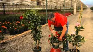 How to Trim a Mandevilla : Garden Savvy