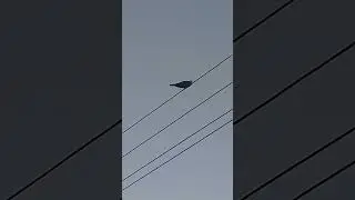 Gohgo Gohgo Sounds 