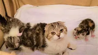 Забавно наблюдать😇 как Кошка разговаривает со своими мяукающими котятами❤️