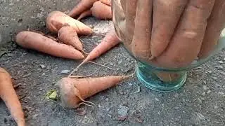 Лучший способ хранения моркови