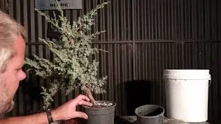 Juniper's First style as a Bonsai
