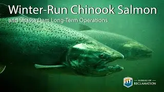 Winter-Run Chinook Salmon and Shasta Dam Long-Term Operations