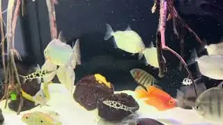 Aquarium South America 2024
