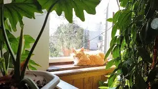 Relaxing Cat Video 39