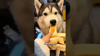 Кто получил самый большой кусок хлеба? Смотри до конца! 🔥🐶🐾🥖