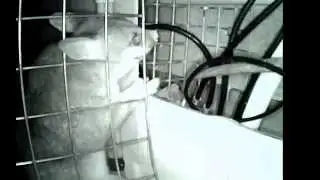 4am every night, this possum has been getting into my house. Real pain / noisy. Very determine.