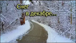 [Natalex] Зима со снегом и без, в декабре #shorts ...)))