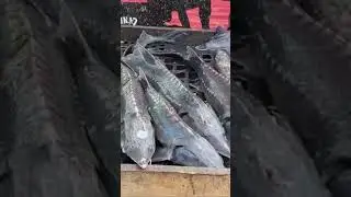 Ловим осетра на молька