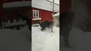 Битва титанов #labrador #mastino