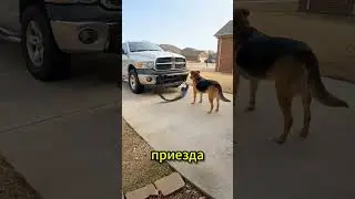 A dog crashed its own car... but saved a life 