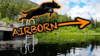 Phrank Dog’s Big Jump into Heart Lake - Sitka Alaska