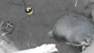 на барсука