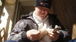 Как правильно связать крыло голубю