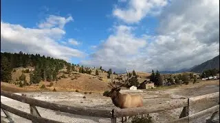 Олень атакует! Mammoth Hot Springs