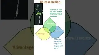 Rhizosecretion #Shorts
