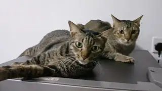 Cozy Cats chilling on top of fridge on cold rainy day