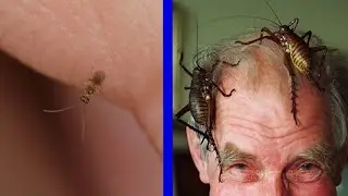 What is the biggest and smallest insect in the world?