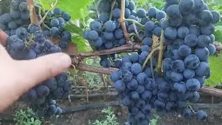 Голубок - устойчивый технический сорт института им. Таирова
