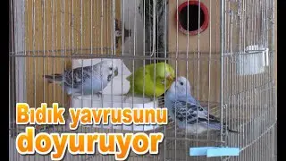 Muhabbet Kuşu Bıdık Yuvadan Yeni Atlayan Yavrusunu Doyuruyor ❤😊