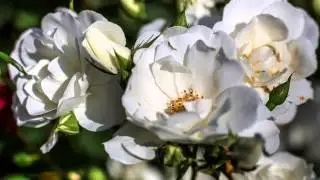 Слушать лучшую русскую песню и видео онлайн