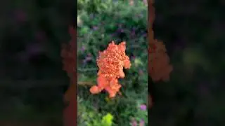 Natures fire 🔥