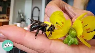 Rescue Bee Loves To Hang Out With This Woman | Cuddle Buddies