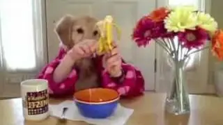 pies je śniadanie przy stole