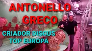 ANTONELLO GRECO//CRIADOR TOP DISCUS EUROPA