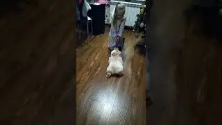 Веселые игры с Чау-чау НАЛА