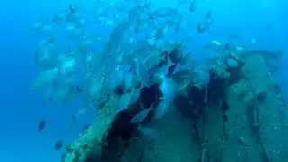 Shipwreck diving - Colombia, San Andres