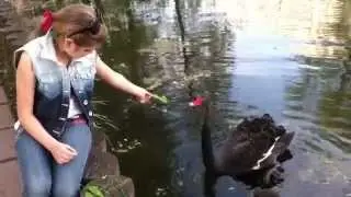 Черные лебеди
