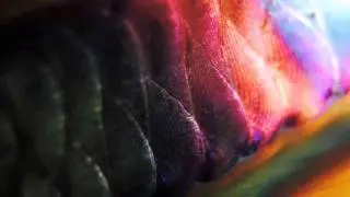 Felixn-Du hast den Farbfilm vergessen bootleg
