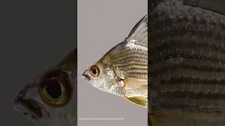 Çizgili Mojarra: Atlantik Kıyılarının Sessiz Koruyucusu Eugerres plumieri