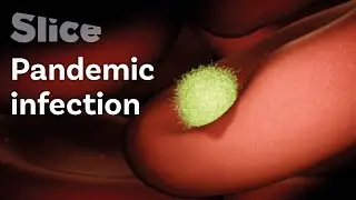 Malaria Parasite VS. our Immune System | SLICE