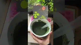 Why I Never Release my Fish into the Wild