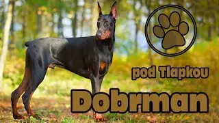 DOBRMAN | O PLEMENU