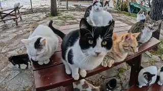 How many cats can fit on a table on Cat Island?