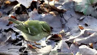 Yellow browed Warbler at Oakthorpe, Leics , 9th Jan, 2024