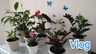 VLOG:Пыльная буря в Израиле//Привожу в порядок цветы//Сынок заболел//