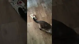 Кот Эверест и танк