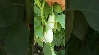 Баклажан "Бибо"