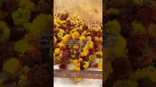 #naturaldyes
