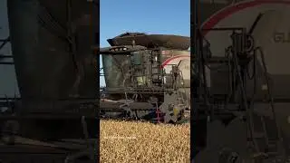 GLEANER S97 Combine Harvesting Wheat #bigtractorpower