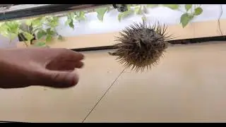 крышка для аквариума