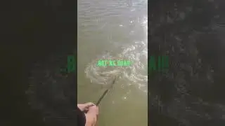 рыбалка на сазана. #сазан #рыбалка.