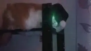 ВИДЕО  КОТ МАЙКЛ   ДЖЕКСОН