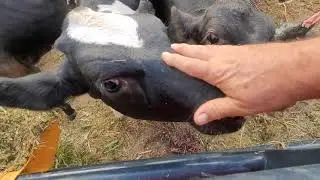 Short video, it's been Hot