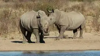 Rhinos and Elephants: Surprising Secrets of the Savanna's Colossal Creatures