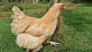 5 Surprising Facts for New Chicken Keepers